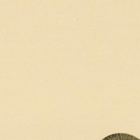 Antique Bird Print of the Eurasian Wryneck by Von Wright, 1927, close-up 1