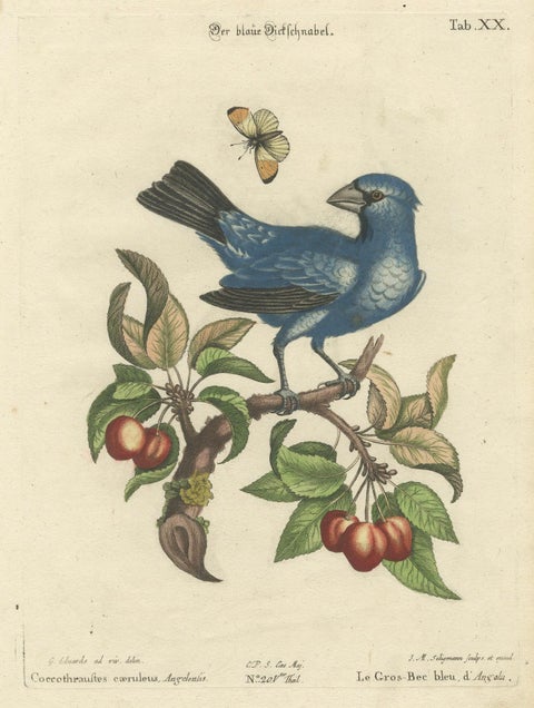 Exotic Blue Grosbeak of Angola: An 18th-Century Hand-Colored Engraving, close-up 4