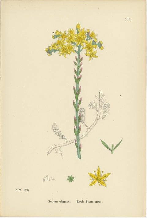 Botanical Engravings of Rock and Forster’s Stone-Crop with House-Leek, 1902, view 2