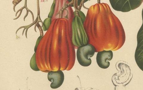 Antique Cashew Tree Botanical Chromolithograph by Hoola van Nooten, c. 1880, close-up 2