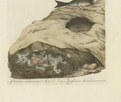 Antique Bird Print of the Sand Martin by Sepp & Nozeman, 1770, view 4