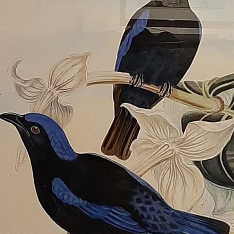 Antique Bird Print in Frame of the Black-Mantled Fairy Bluebird by Gould, 1870, close-up 2