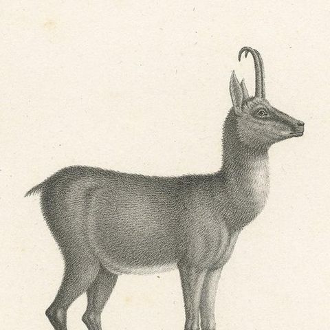 Antique Print of Antelopes by Schinz 'c.1830', close-up 1