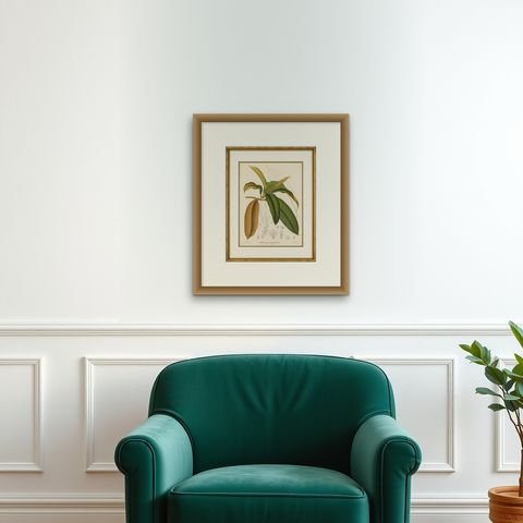 Antique Botanical Lithograph, Isonandra Gutta Percha Plant, de Vriese, 1856, shown framed on a wall
