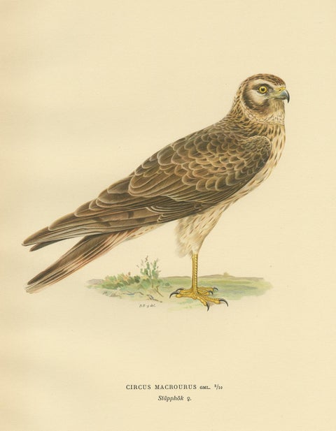 Antique Bird Print of the Pallid Harrier by Von Wright '1929', view 2