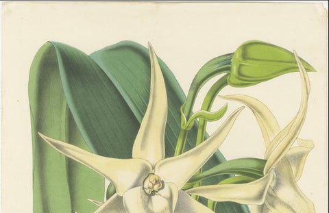 Comet Orchid (Darwin's Orchid): Hand-Colored Lithograph by Louis van Houtte 1855, close-up 3
