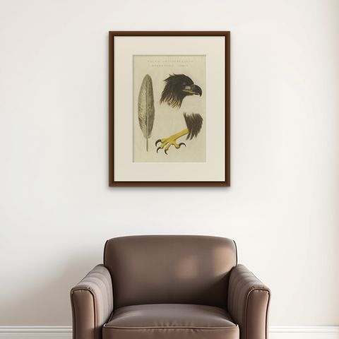 White-Tailed Eagle, Falco leucocephalus hornotinus, Netherlands, 1829, shown framed on a wall
