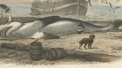 Le Requin (Shark), Hand-Colored Engraving, 1840, close-up 4