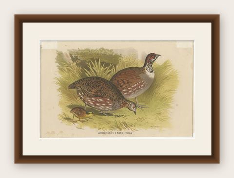 Antique Bird Print of the Common Hill Partridge, 1879, shown framed