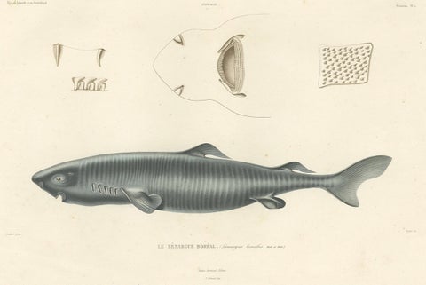 Antique Print of Greenland Shark with Anatomical Details, Paris, 1845, close-up 3