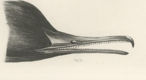 Bills of the Sawbills and Sea Ducks, circa 1909, close-up 1