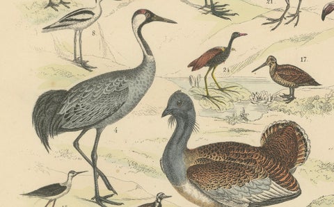 Wading Birds & Cranes Print: Flamingo, Stork, Ibis, Bustard, Antique 1867, close-up 4