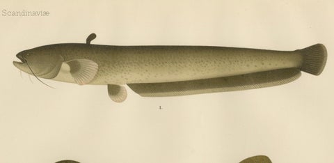 Wels Catfish and Crucian Carp - Iconic Scandinavian Freshwater Fish Lithograph, close-up 5