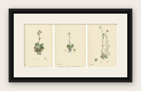 Hand-Colored Botanical Engravings of Palmate and Mossy Saxifrages, 1902, shown framed