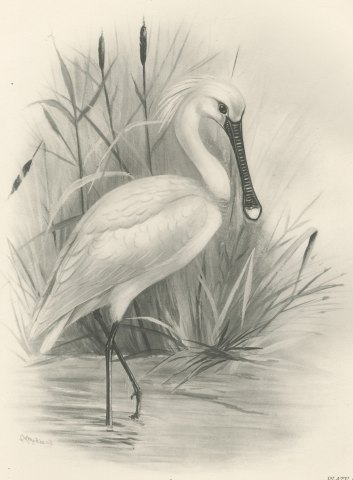 Spoonbill Wading Among Reeds and Reedmace after Lilian Medland, c. 1909, close-up 1