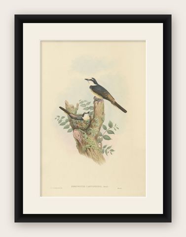 Antique Bird Print of the Swinhoe's Minivet by Gould, circa 1850, shown framed