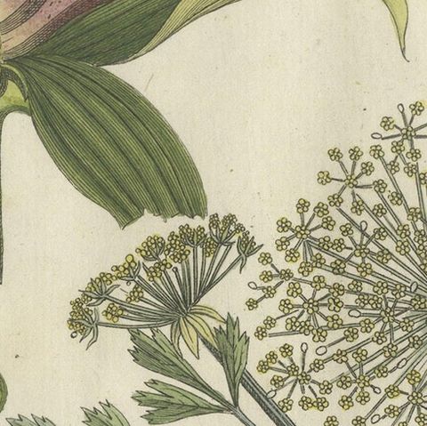 Galbanum and Hungarian Gentian: Rare Medicinal Plants Illustrated, 1805, close-up 5