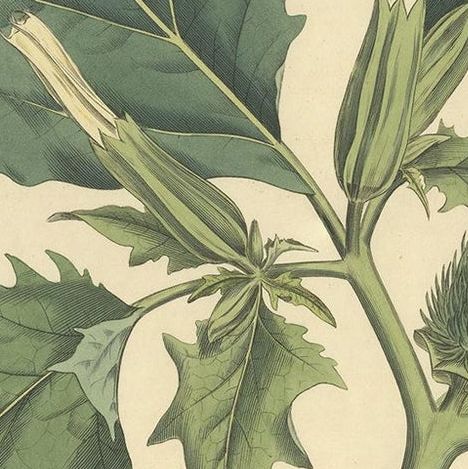 Datura Stramonium, Thorn Apple Botanical Engraving by Curtis c.1817, close-up 2