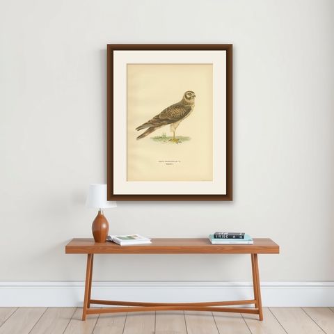 Antique Bird Print of the Pallid Harrier by Von Wright '1929', shown framed on a wall