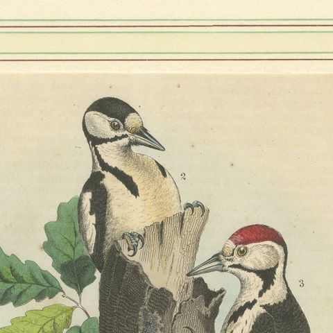 Woodpeckers in Harmony: An 1856 Avian Study in a Hand-Coloured Lithograph, close-up 6
