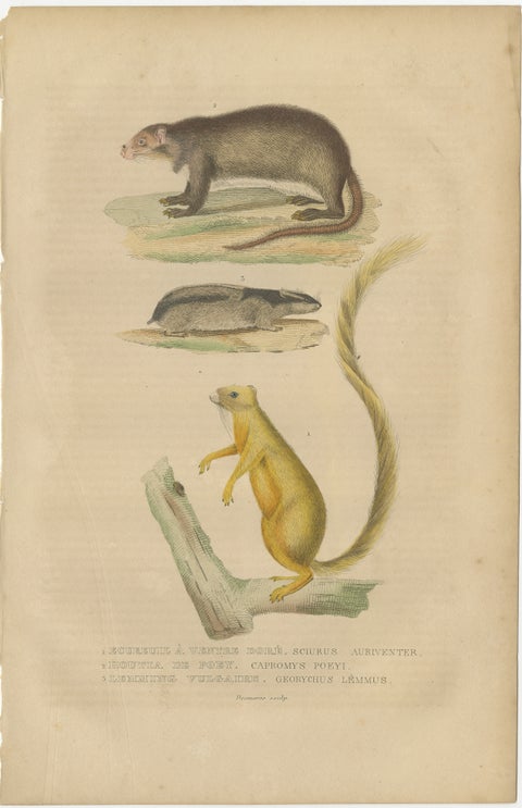 Diverse Rodentia: Squirrel, Cuban Hutia, and Lemming-like Rodent, 1845, view 2