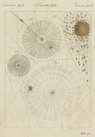 Spider Webs with Hatching Spiderlings, Antique Bertuch Print, circa 1805