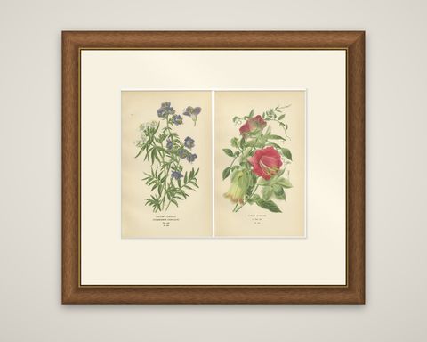 1897 Botanical Prints, Jacob’s Ladder and Cup-and-Saucer Vine, shown framed