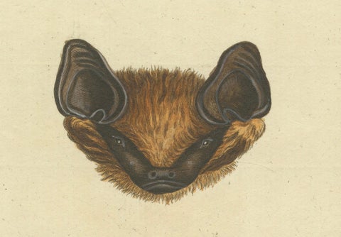 Elegance in Shadow: The Asian Parti-Colored Bat Engraved, 1775, close-up 3