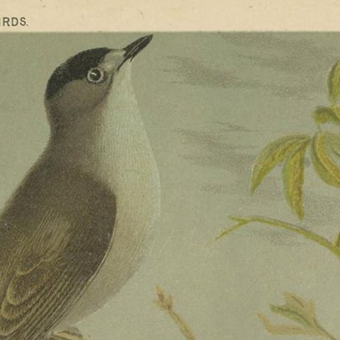 Antique Bird Print of the Black Cap, White Throat and Nightingale, circa 1880, close-up 1