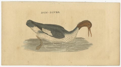 Set of 4 Antique Bird Prints, Dove, Condor, Mino, Dun Diver, 1815, view 2