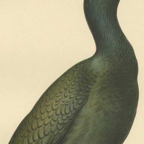 Antique Bird Print of the European Shag by Von Wright, '1929', close-up 2