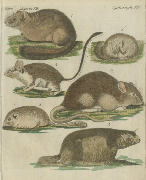 Hand-Colored Antique Illustrations of Various Rodent-like Animals, circa 1820, view 3