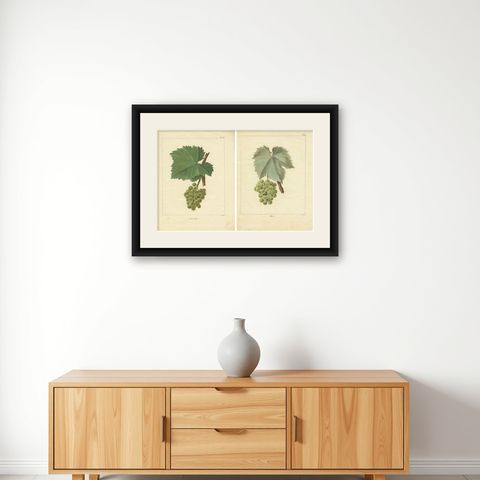 Set of Two Antique Prints of Various Green / White Grape Varieties, shown framed on a wall