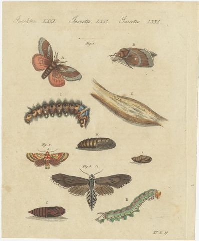 Moth Life Cycles with Caterpillars, Antique Bertuch Print, circa 1815, view 2