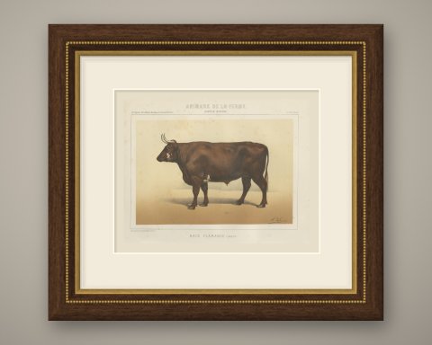 Flemish Ox, French Cattle Breed, Antique Chromolithograph by Borie, 1863, shown framed