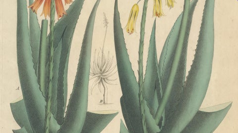 Antique Botanical Print of Aloe Socotrina & Aloe Vulgaris, c.1831, close-up 3