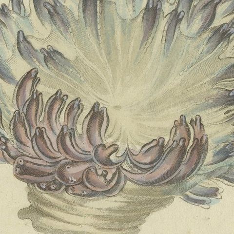 Antique Print of Various Molluscs Including the Boltenia Ovifera, close-up 2
