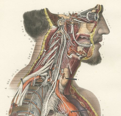 The Nervous System of the Whole Body, Hirschfeld Double Folding Plate, 1866, view 3