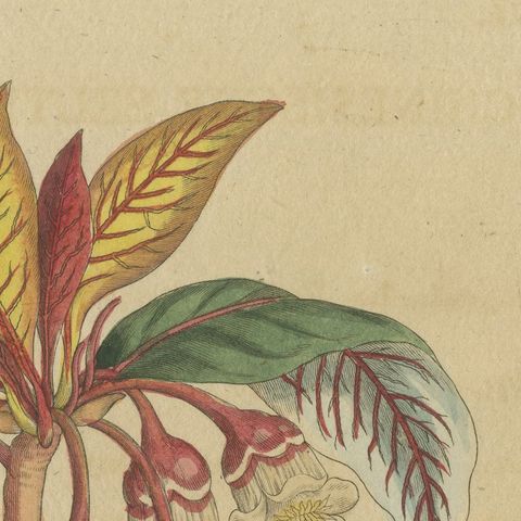Flowering Shrub with Red Blossom, Antique Bertuch Print, circa 1815, close-up 6