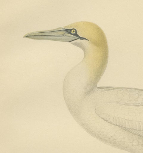 Lithograph of The Regal Perch: The Northern Gannet (Sula bassana), 1927, close-up 1