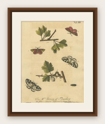 English Moths on Hawthorn, Hand-Colored Insect Engraving, Albin 1720, shown framed