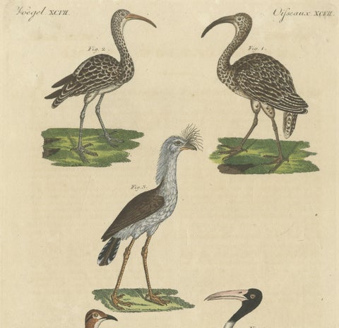 Antique Print of Various Birds Including the Eurasian Curlew, close-up 2