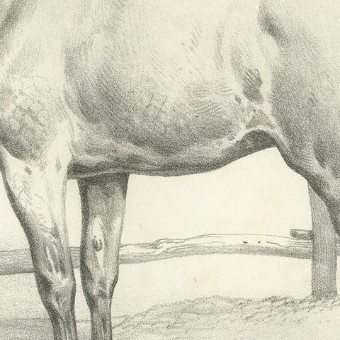 Original Antique Print of a Navarrin Horse, an Extinct Breed from France, close-up 2