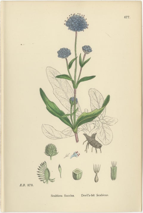 Set of 8 English Botanical Prints 1902, Teasel & Scabious, Sowerby, view 7