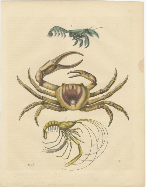 Antique Marine Prints, Lobster, Crabs, Shells, and Mollusks, circa 1850, view 5