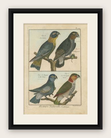 Original, Richly Hand-Colored, Rare Copper Engraving of 4 Parrots '1792', shown framed