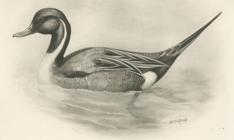 Pintail Drake Swimming, Plate CLXXIV after Lilian Medland, c. 1909, close-up 1