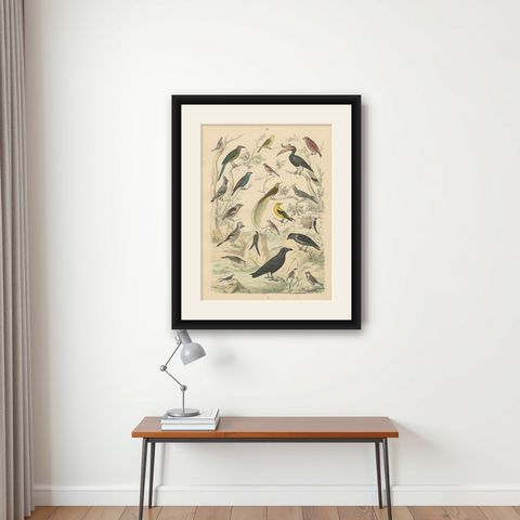 Songbirds & Tropical Birds Print: Hornbill, Bee-eater, Crow, Antique 1867, shown framed on a wall
