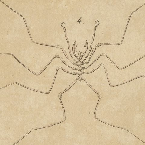 Whip Scorpion, Tarantula and Red Mite, Antique Bertuch Print, circa 1820, close-up 6