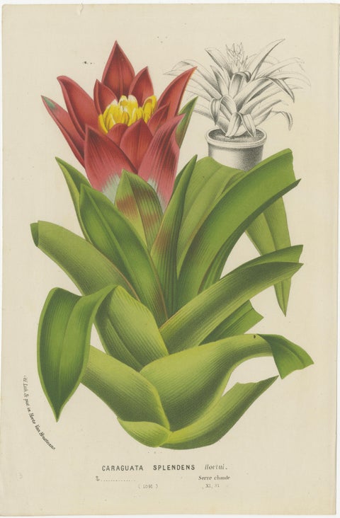 Exquisite Flora: A Chromolithographic Collection from the Revue Horticole, 1855, view 6